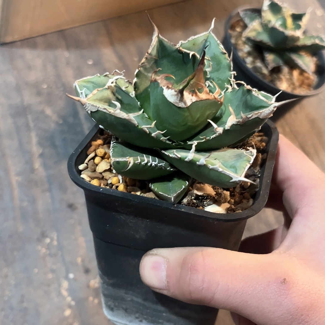 立可白11111111111