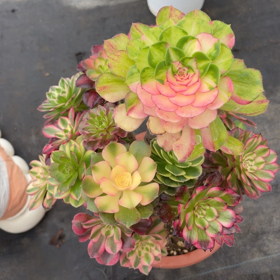 紫砂茶杯气***了6666哥哥哥哥回归哈哈