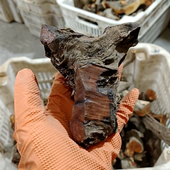 毛***）香榧木火琉璃疙瘩毛料毛料毛料