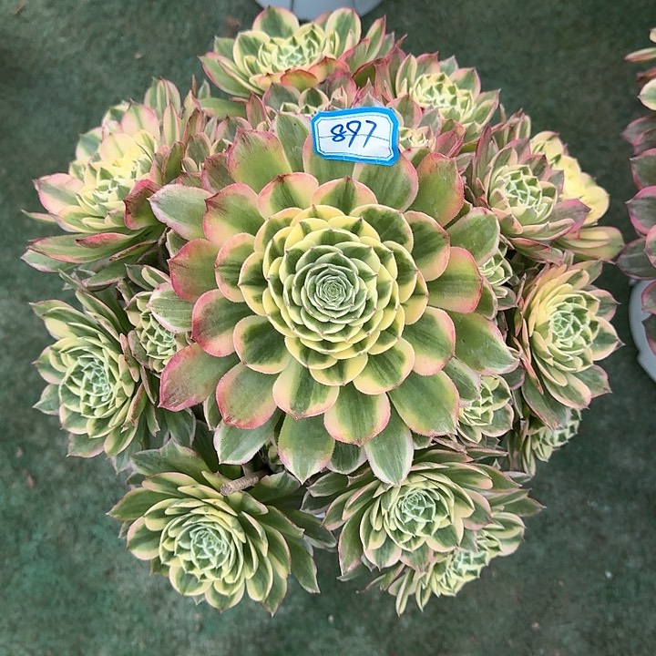 897海仙多肉法师