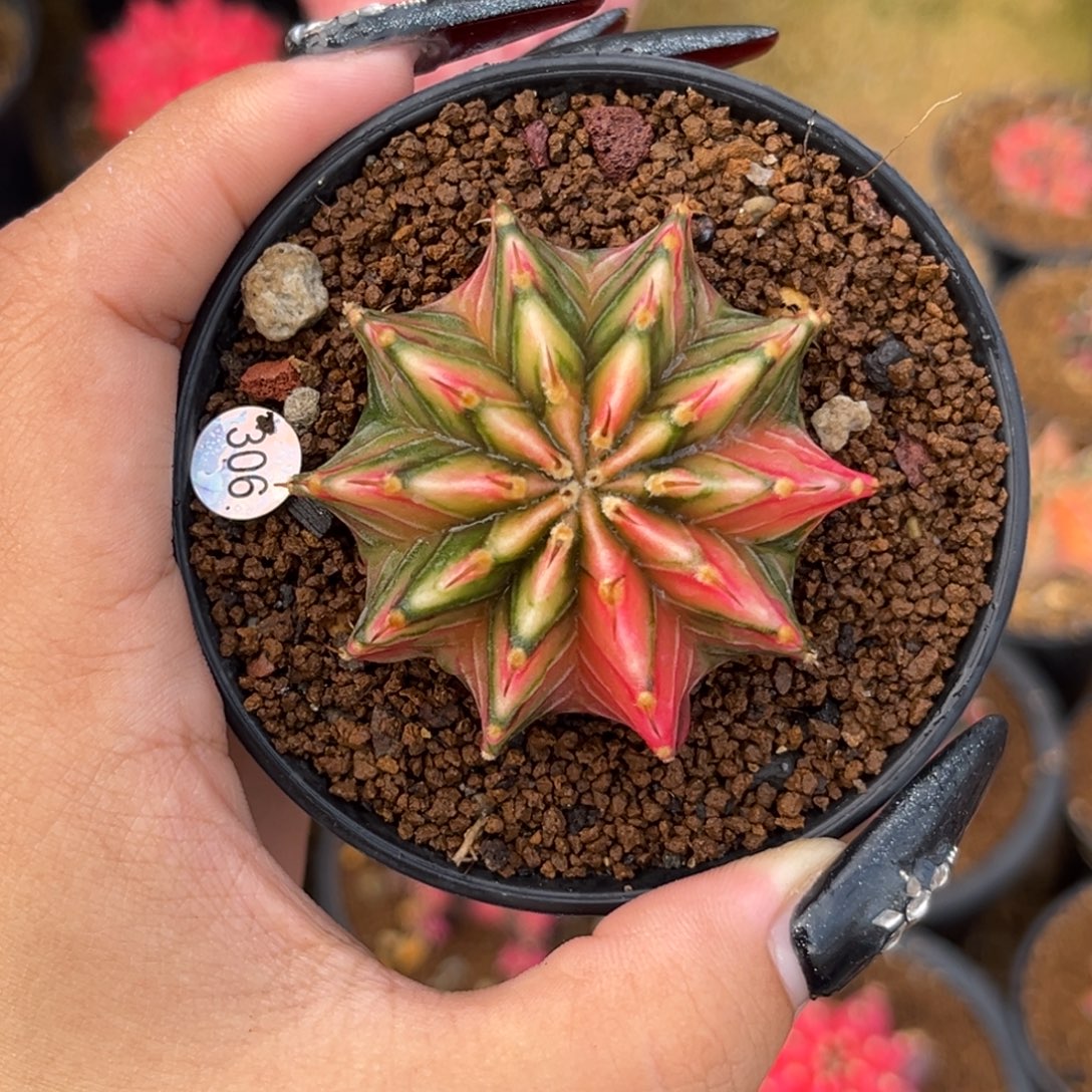 306 泰系肋骨锦 带盆土