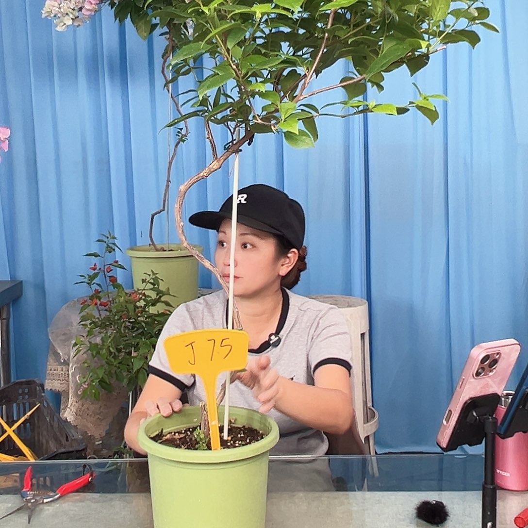 我***～当前无花栽培后可以开花J75苏瓦娜