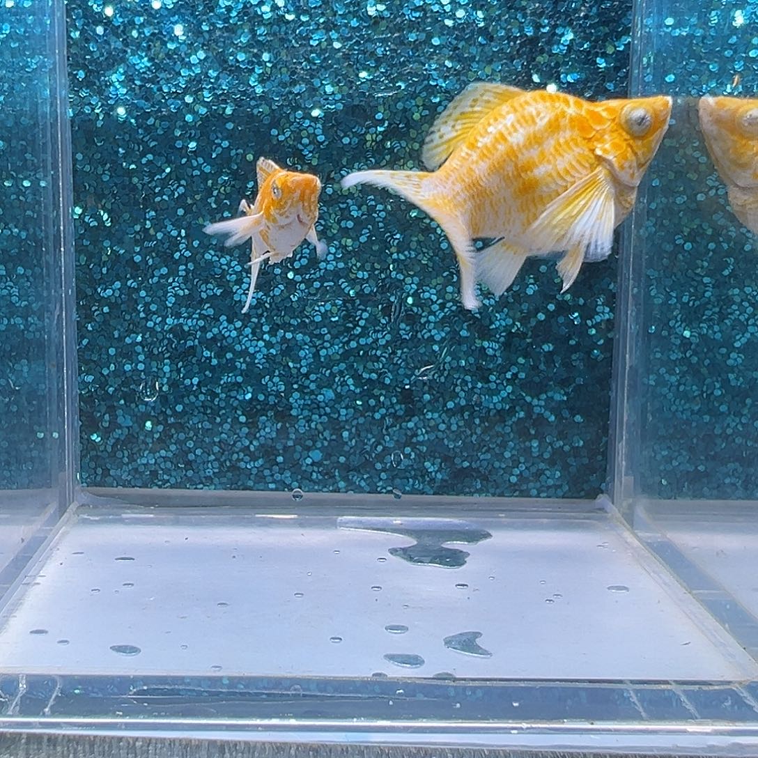 孔雀鱼樱花玛丽一对0056