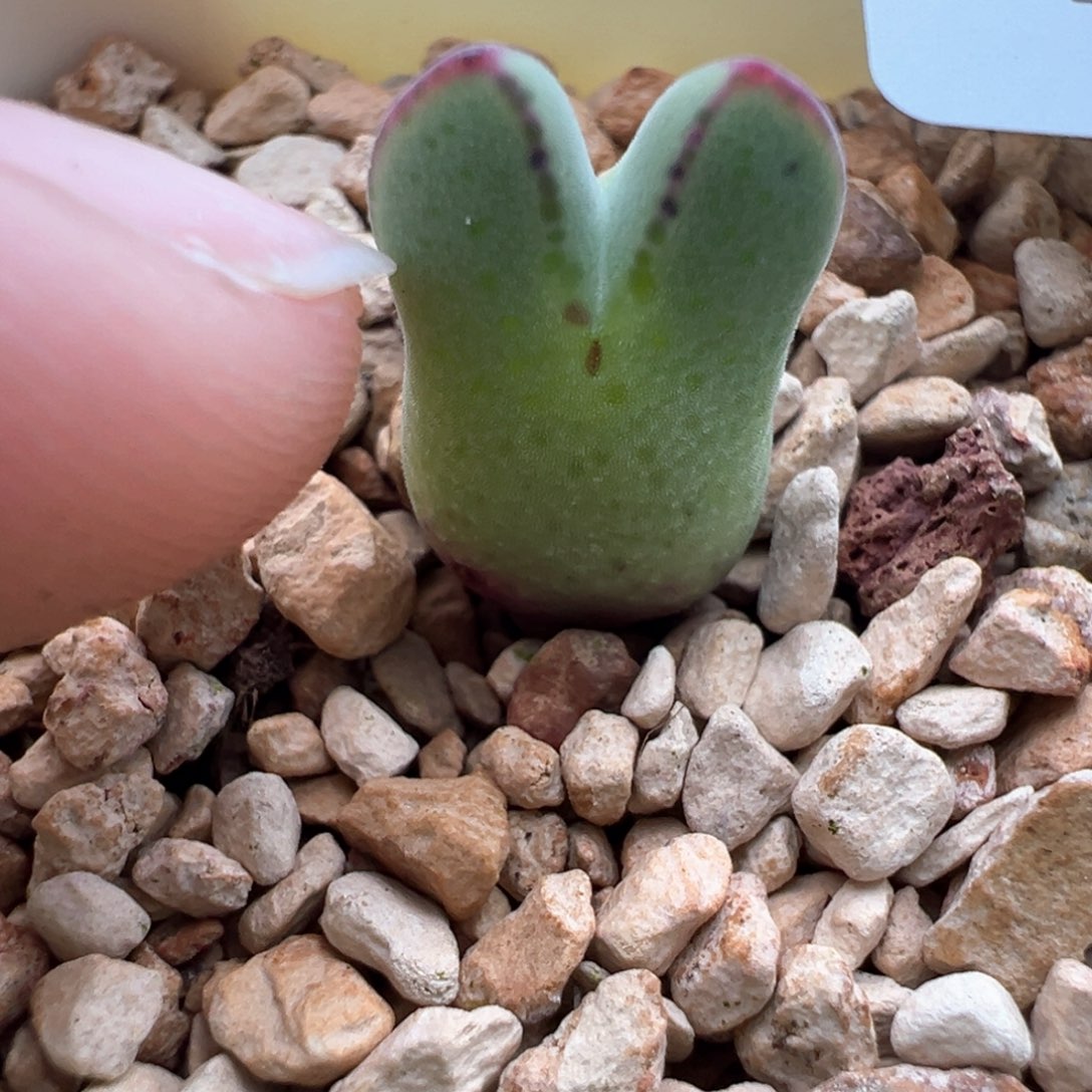 937。园艺优选985猪蹄