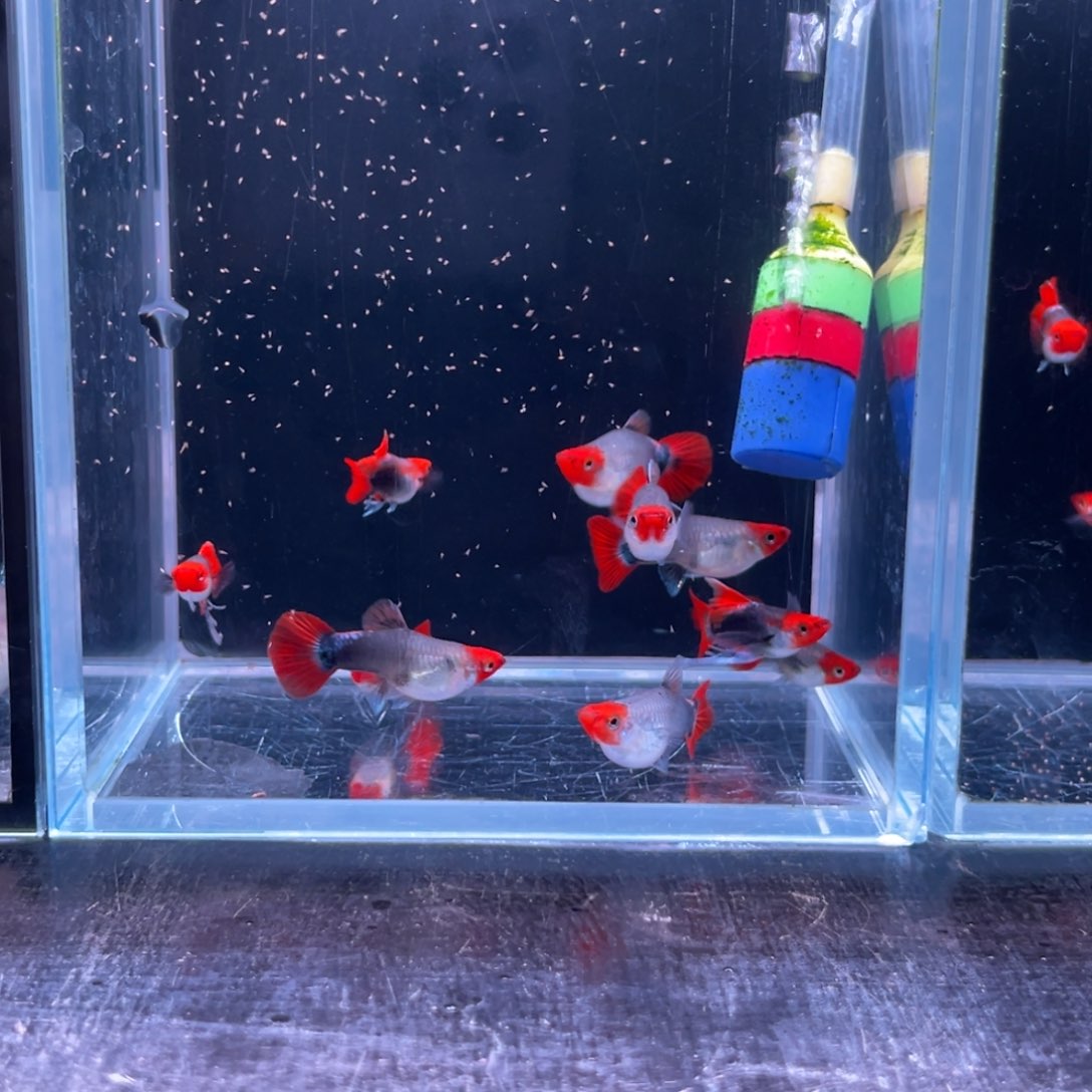 孔雀鱼深海蓝贵族5对