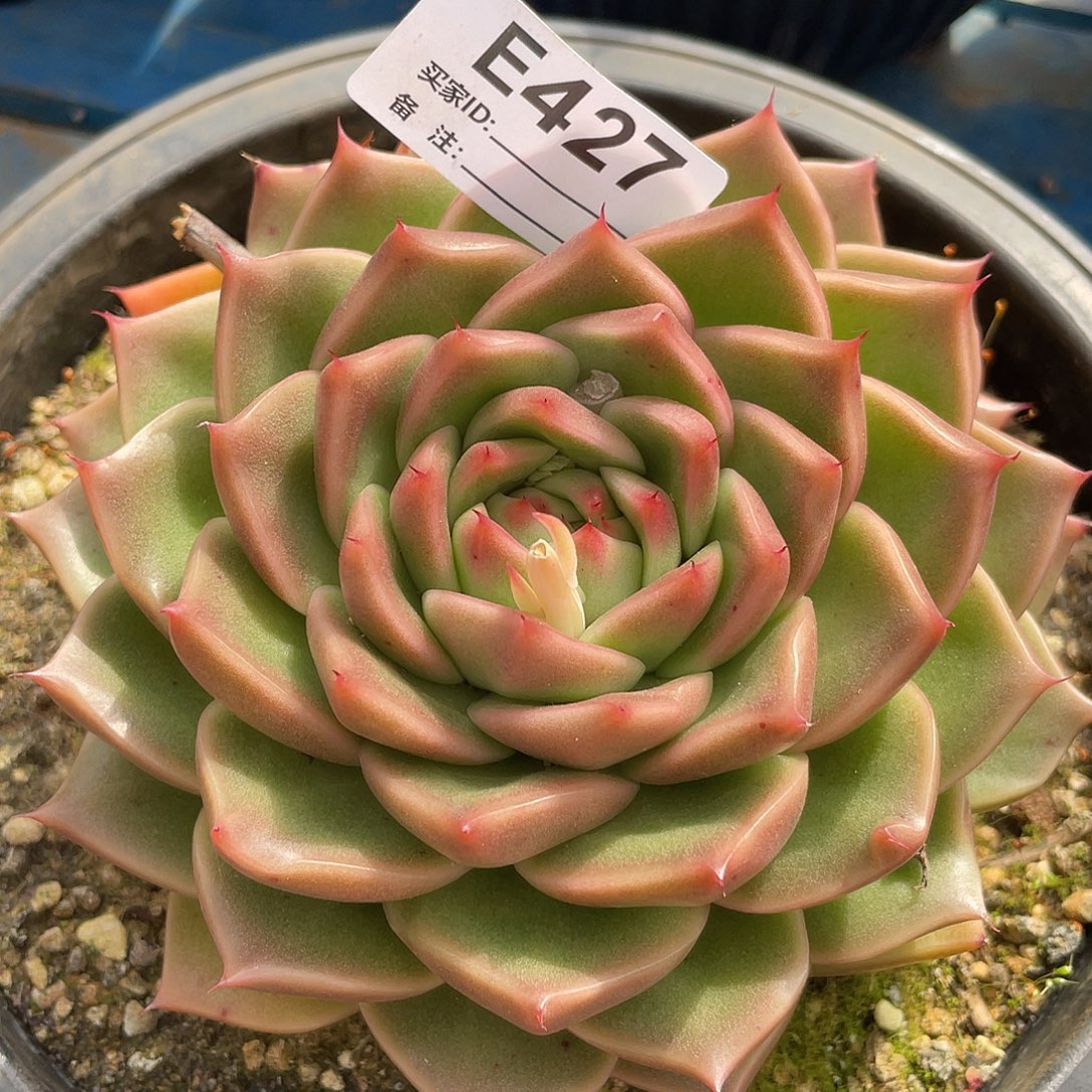 若如东云单拍E427