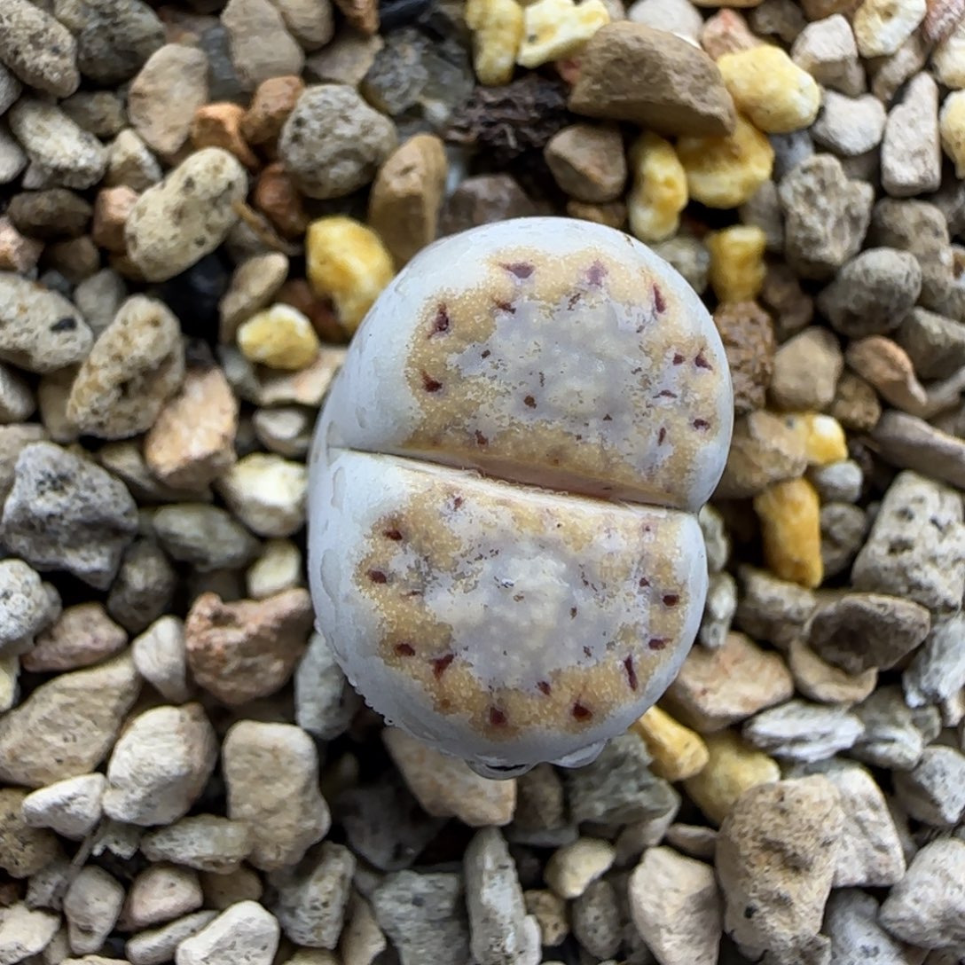 982饼干清框福利30包邮