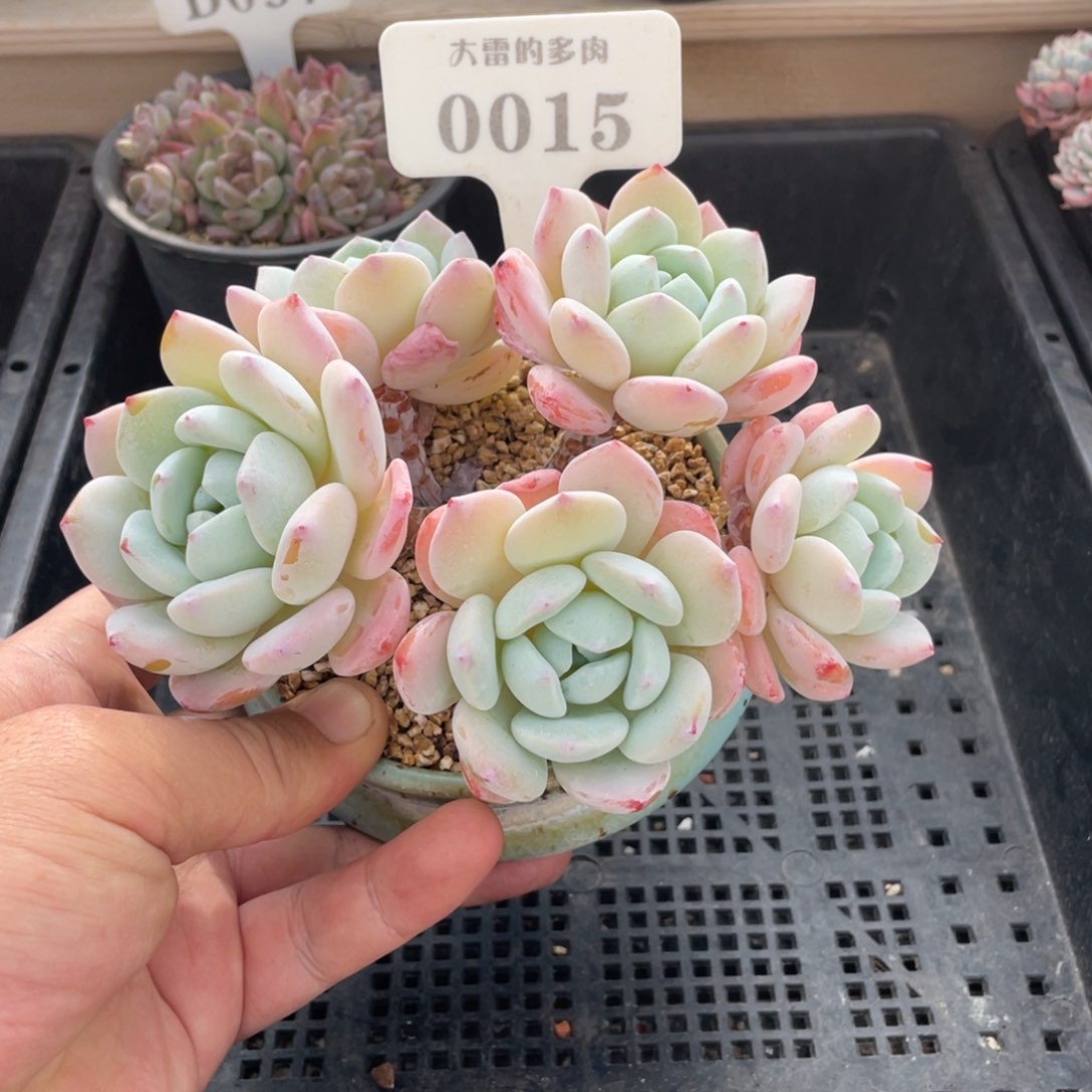 0015冷香不带盆15厘米