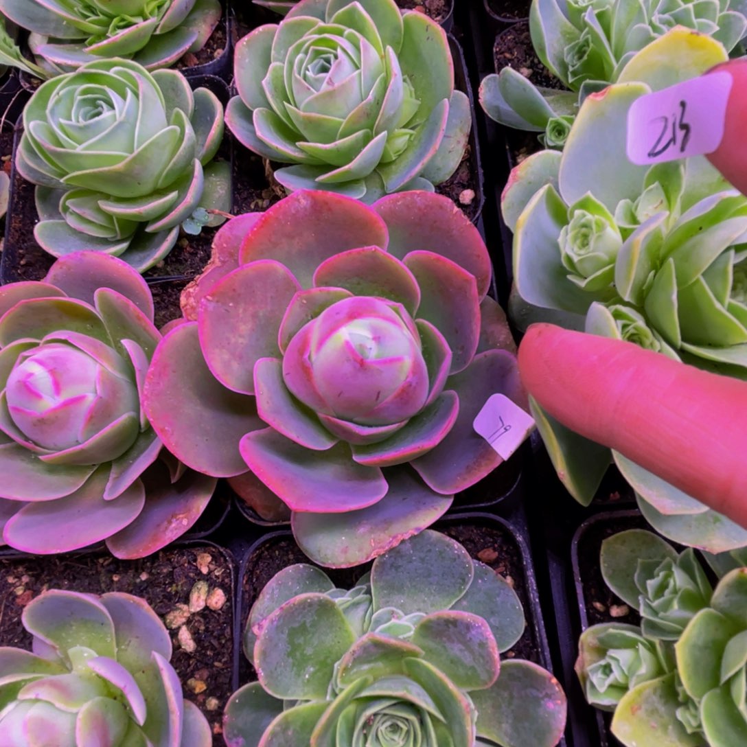 新品体验s1多肉植物花卉79号