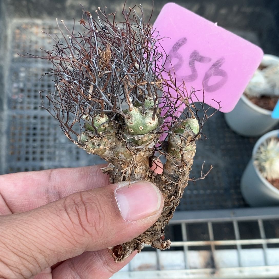 钢丝万物想多肉植物