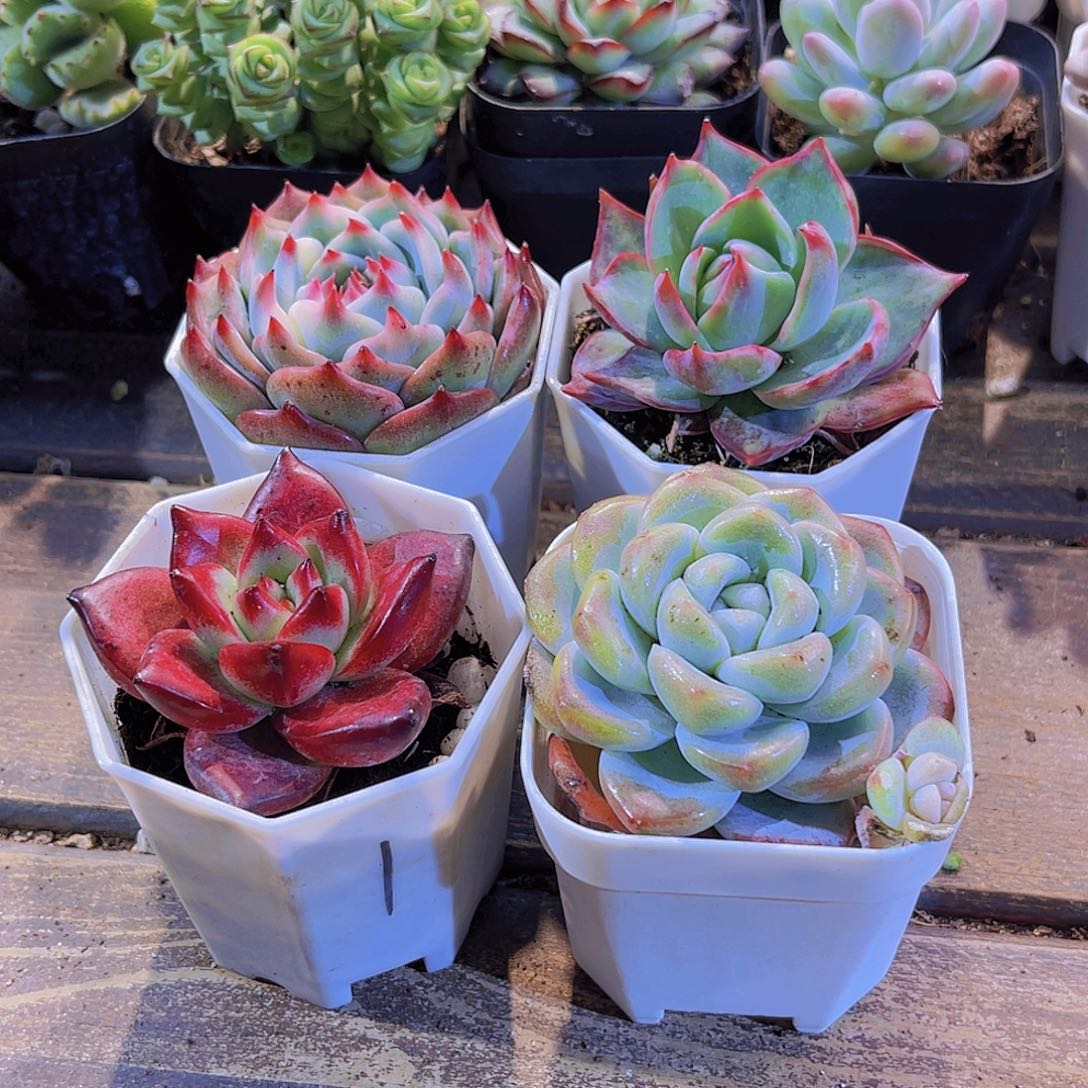 吉娃娃。惊鸿。罗卡。冰玉单