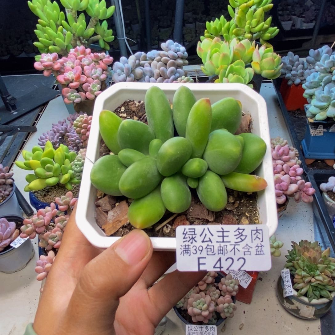 422芒果奶kk奶多肉6c m