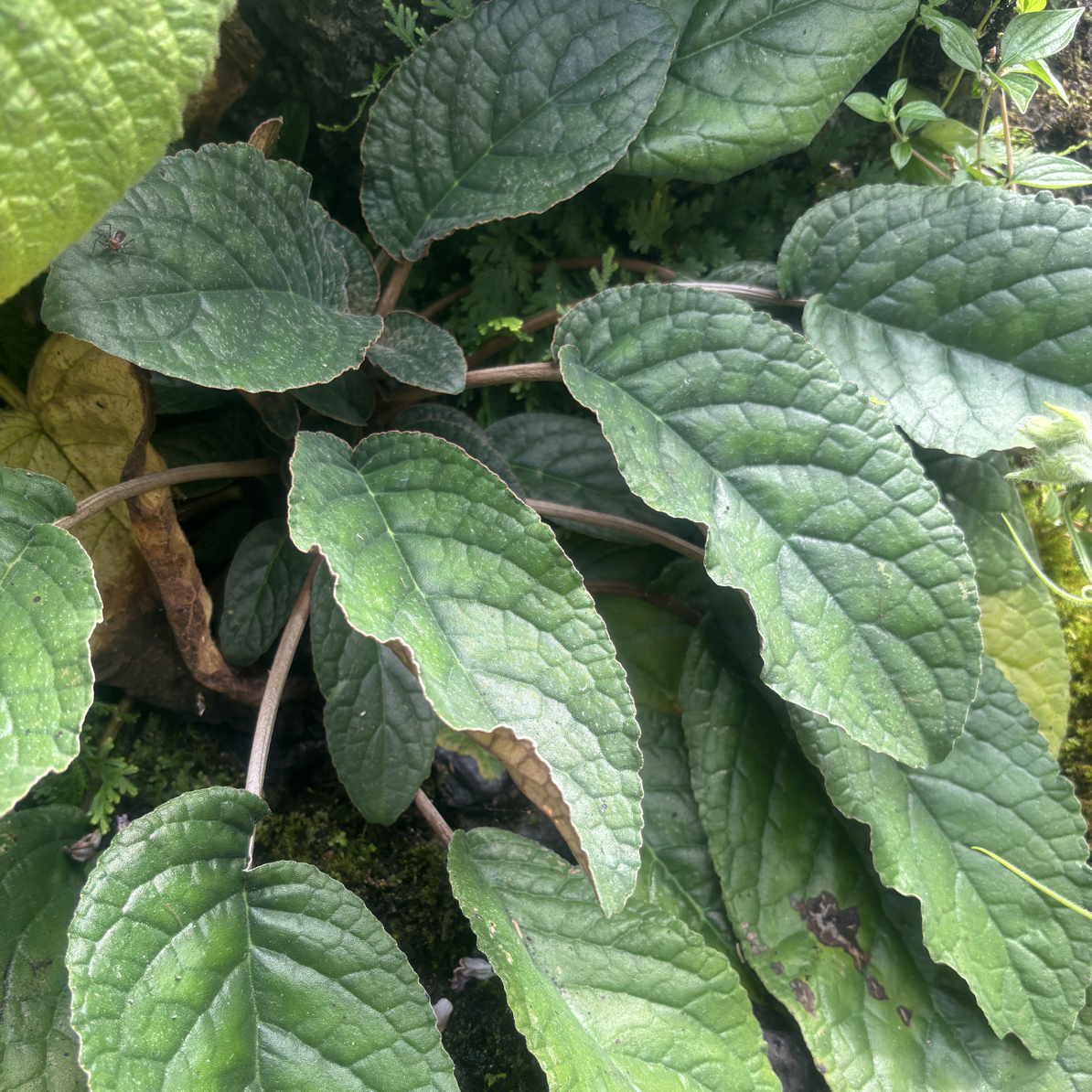 石上莲又名软肝草，新鲜货