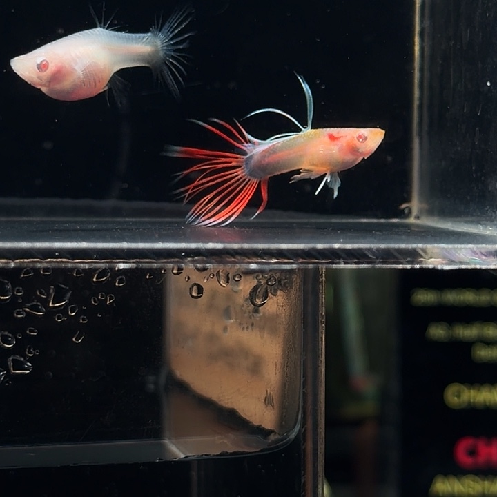 孔雀鱼火烧云冠尾亚成一对赛线