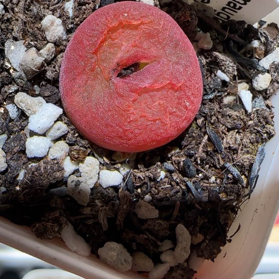 肉锥多肉植物百科-水蜜桃153