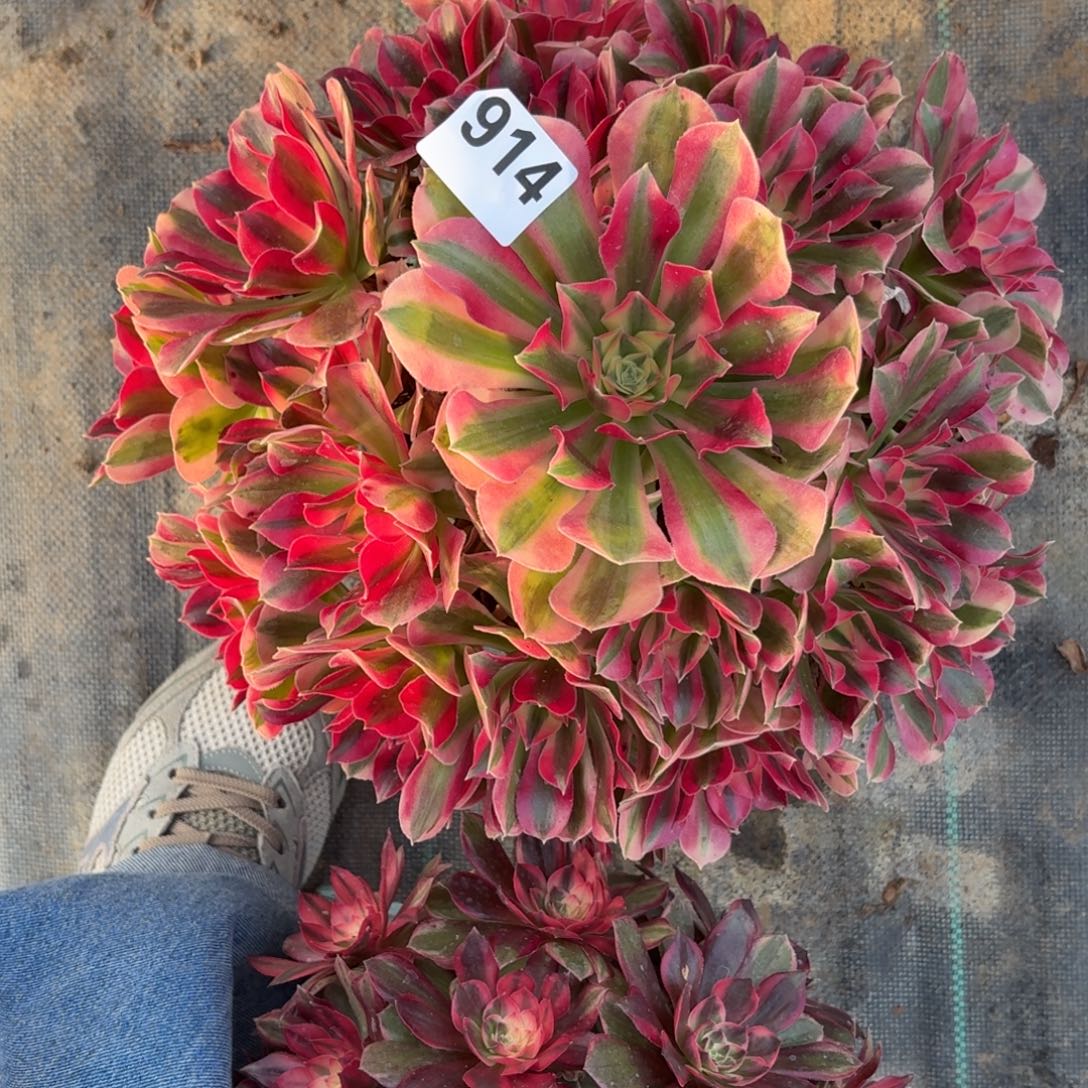 914大女巫多肉植物福利