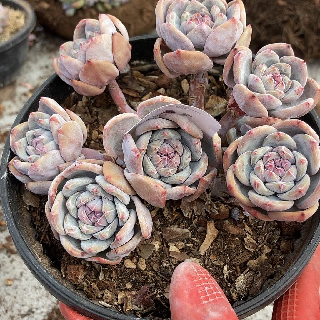 164 石榴籽一物一拍