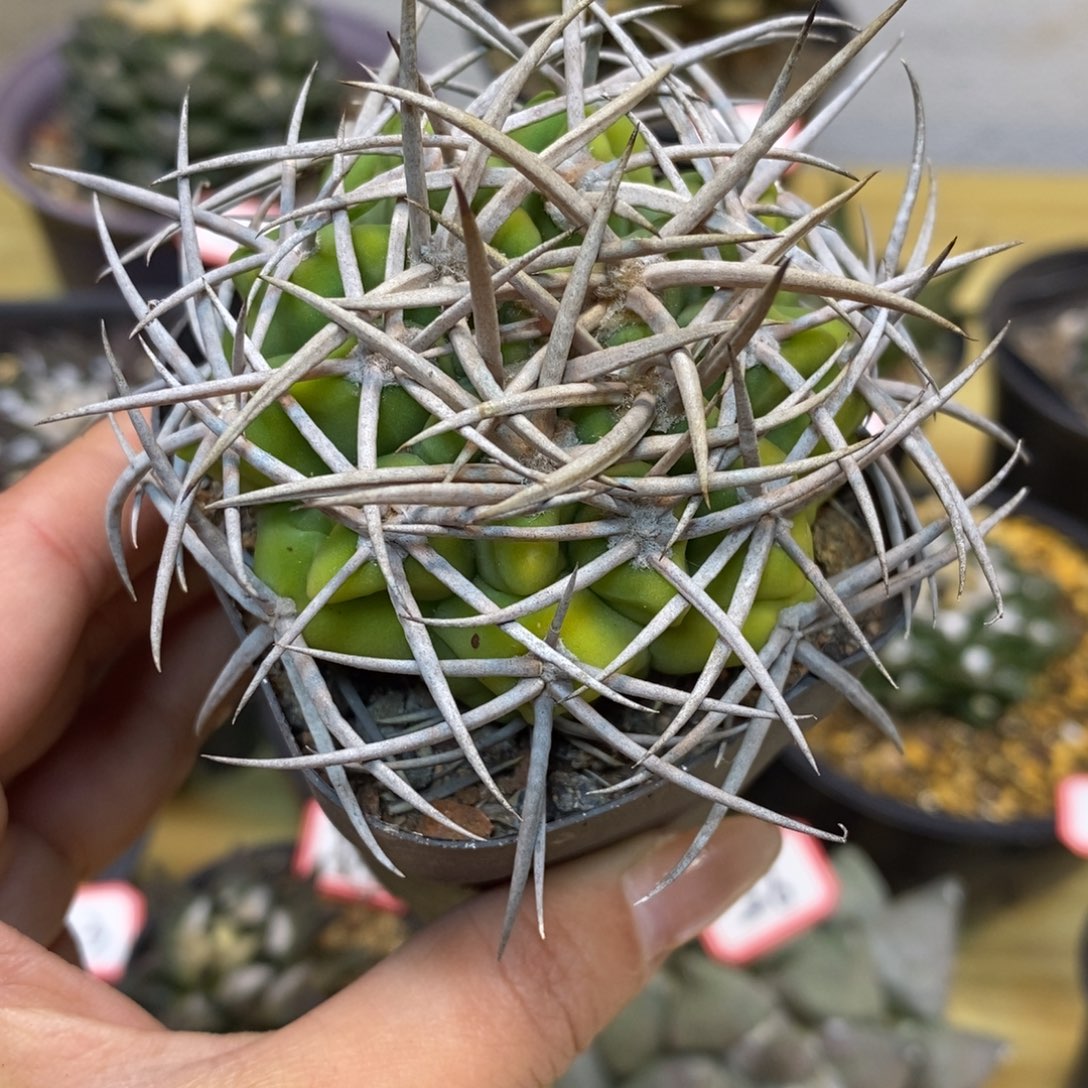      40号 强刺碧岩玉整体8.5公分