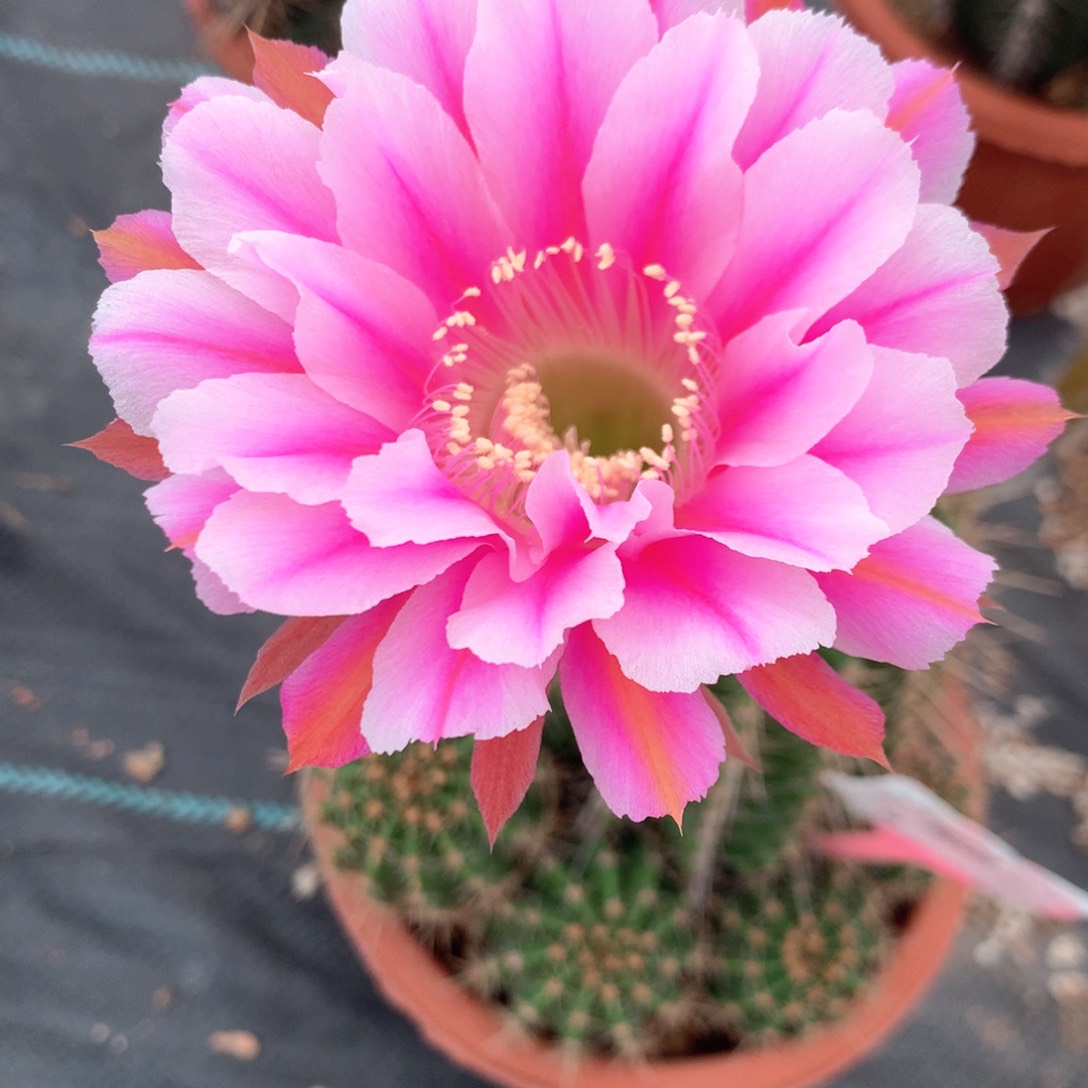 何*9618实生彩草15公分杯