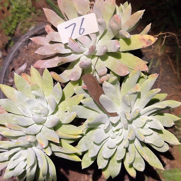 阿金尼仙女杯多肉福利处理瑕疵