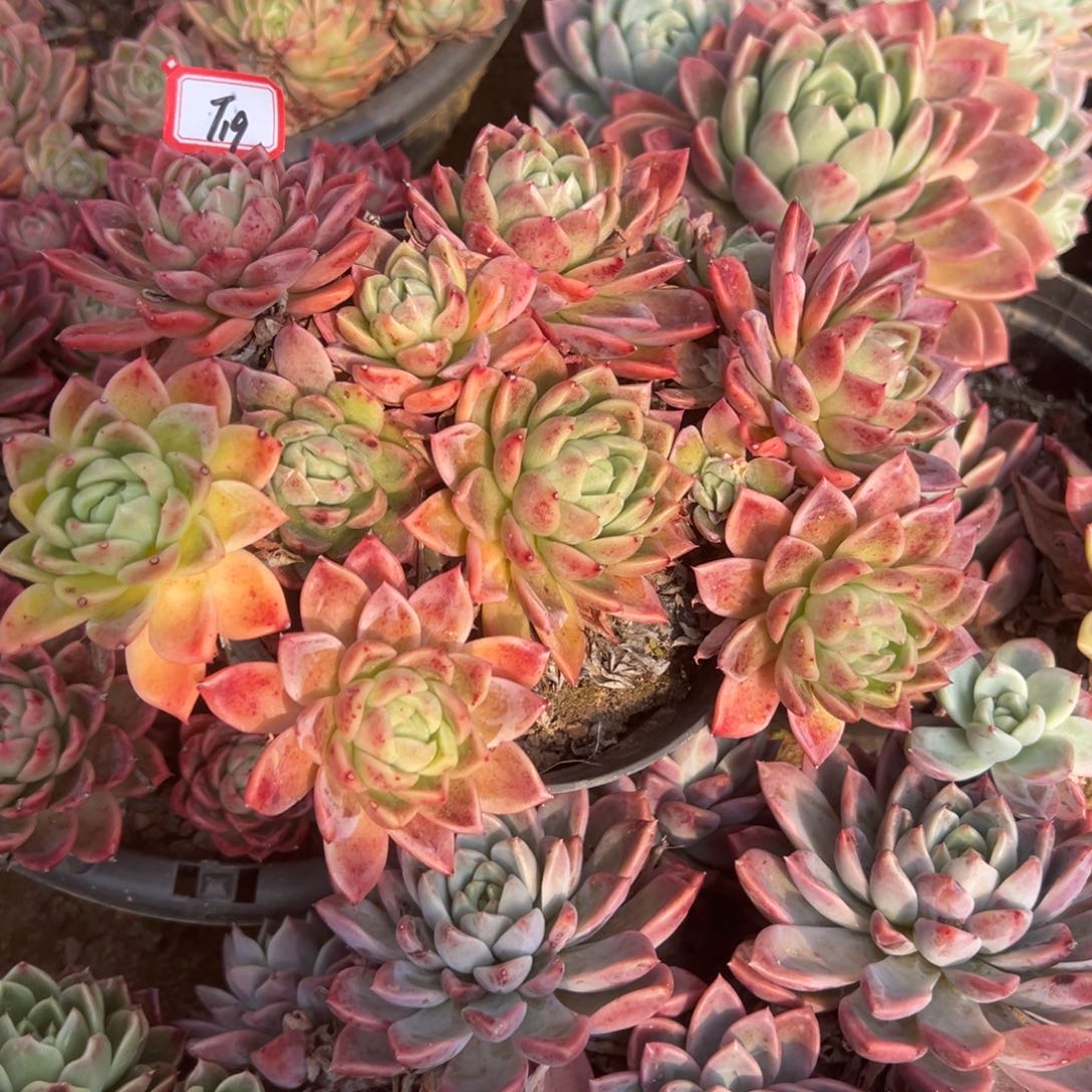 冰***雪精品多肉植物老桩