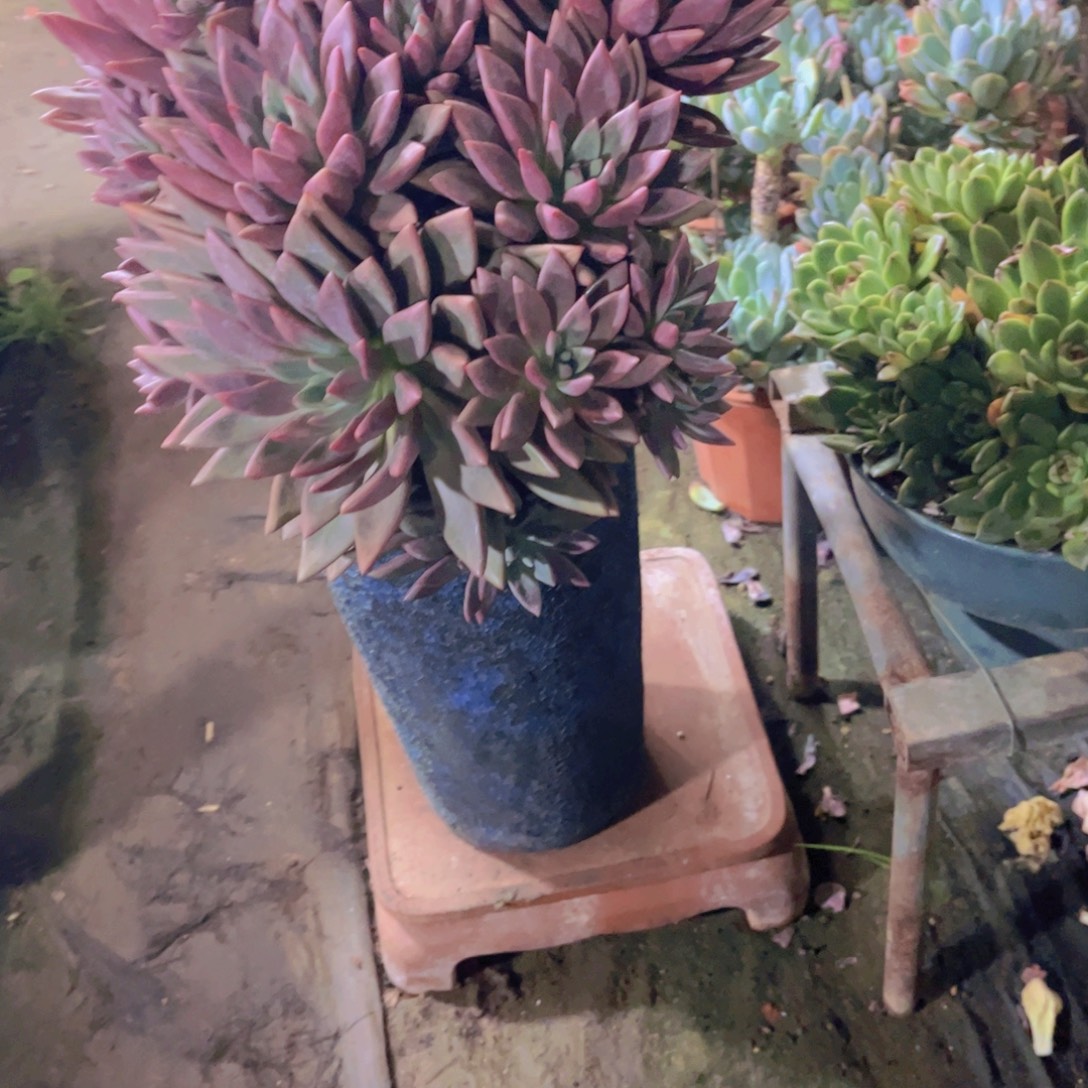 用***5多肉植物保护研究所所长