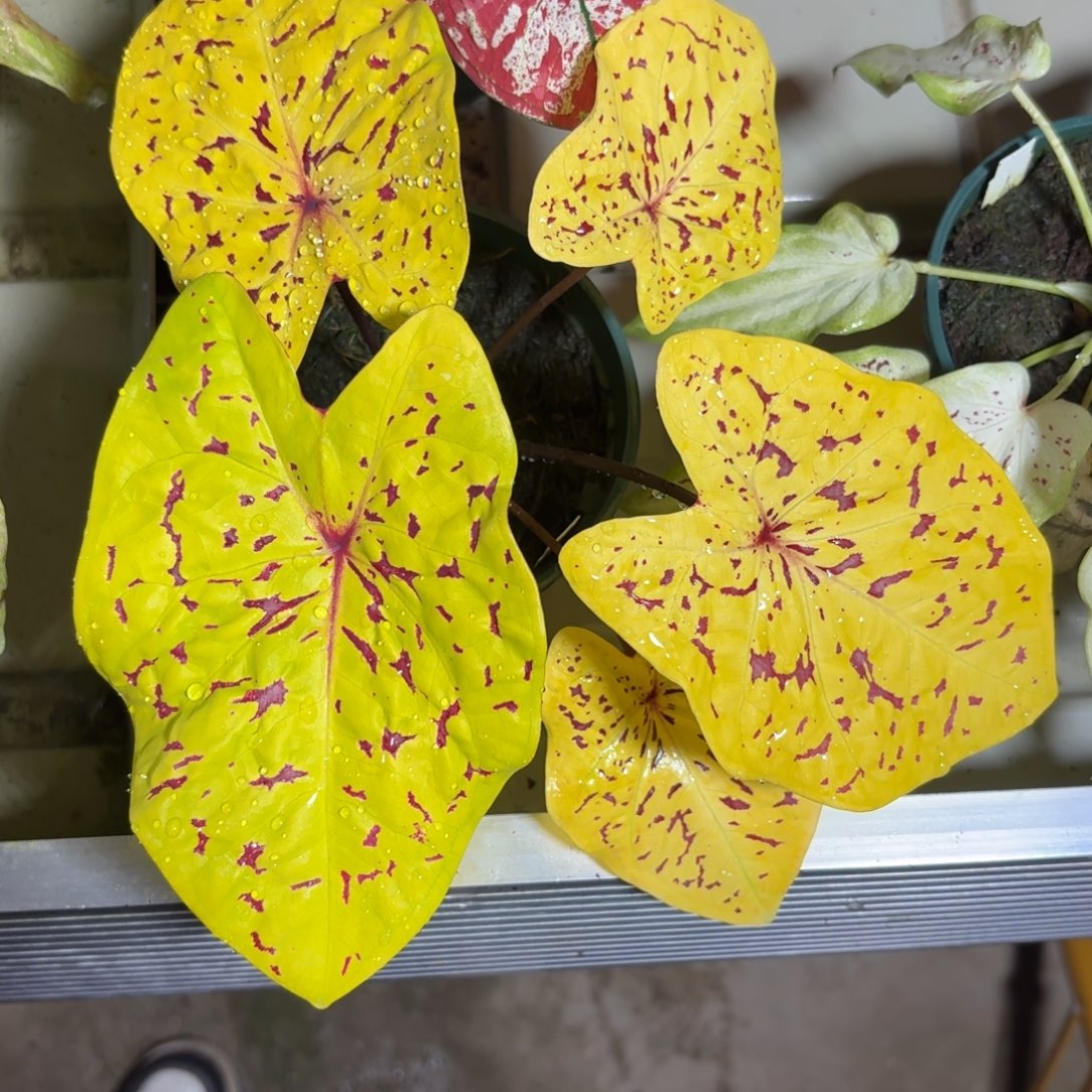 雨打芭蕉泰国彩叶芋67-1206