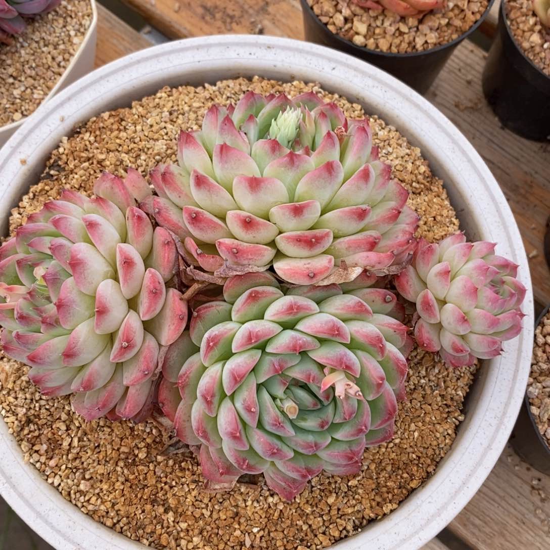 一物一拍精品多肉 _青鸾