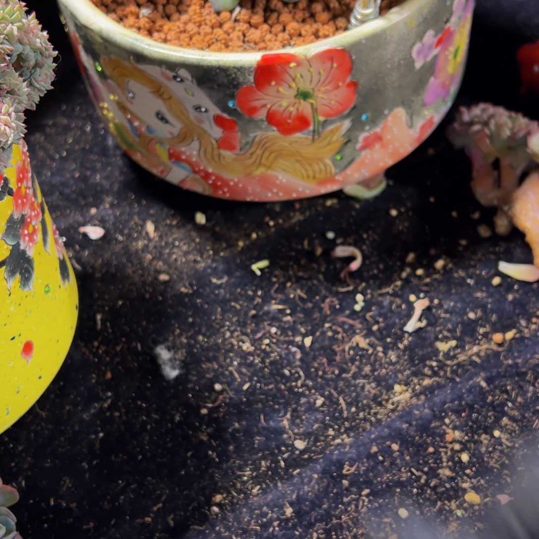 块***肉顺丰天天开心天天开心