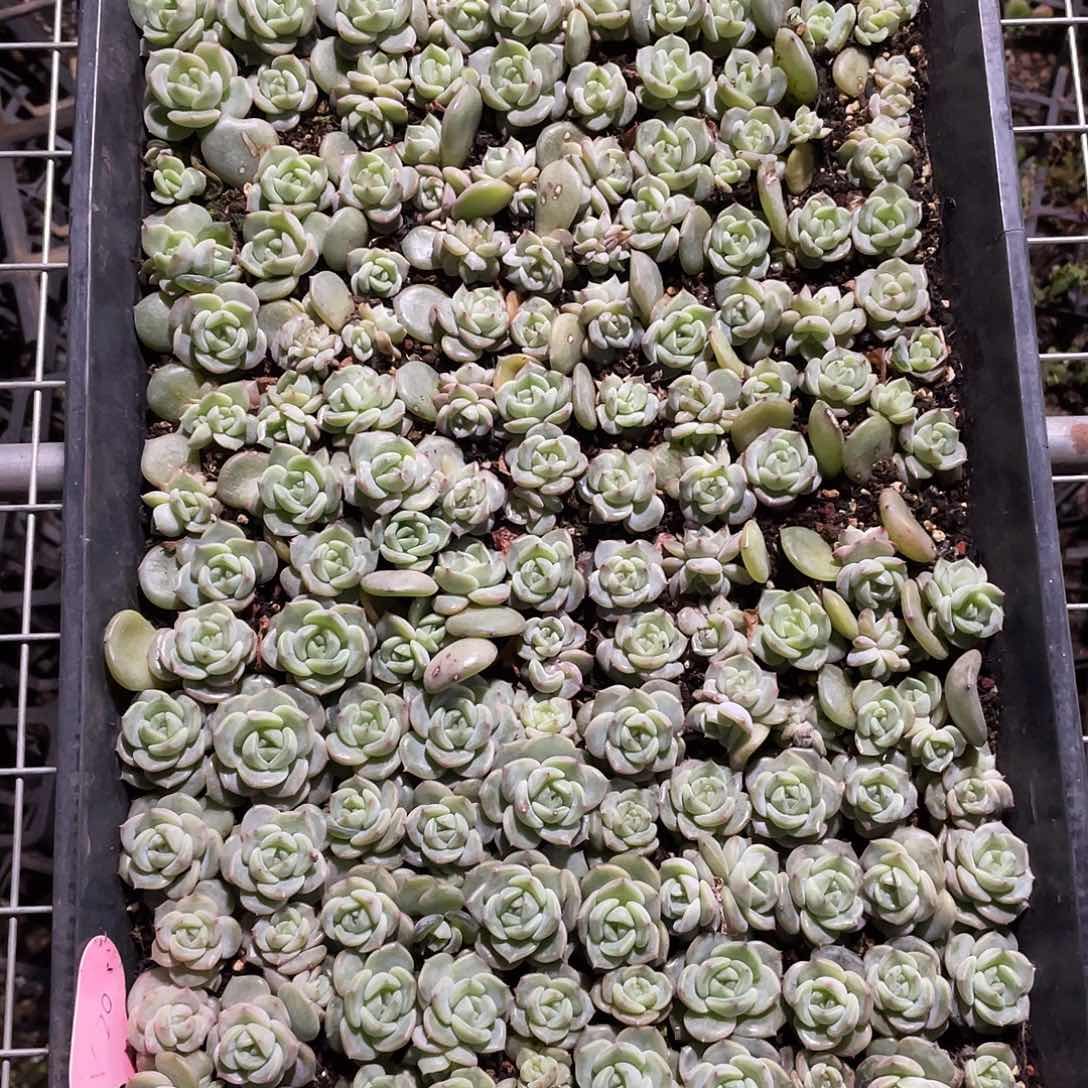 ~****》珍妮一物一拍247