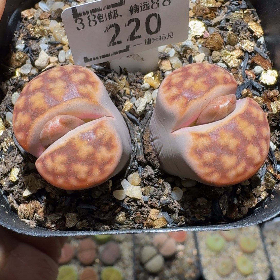 Ssss精品生石花220