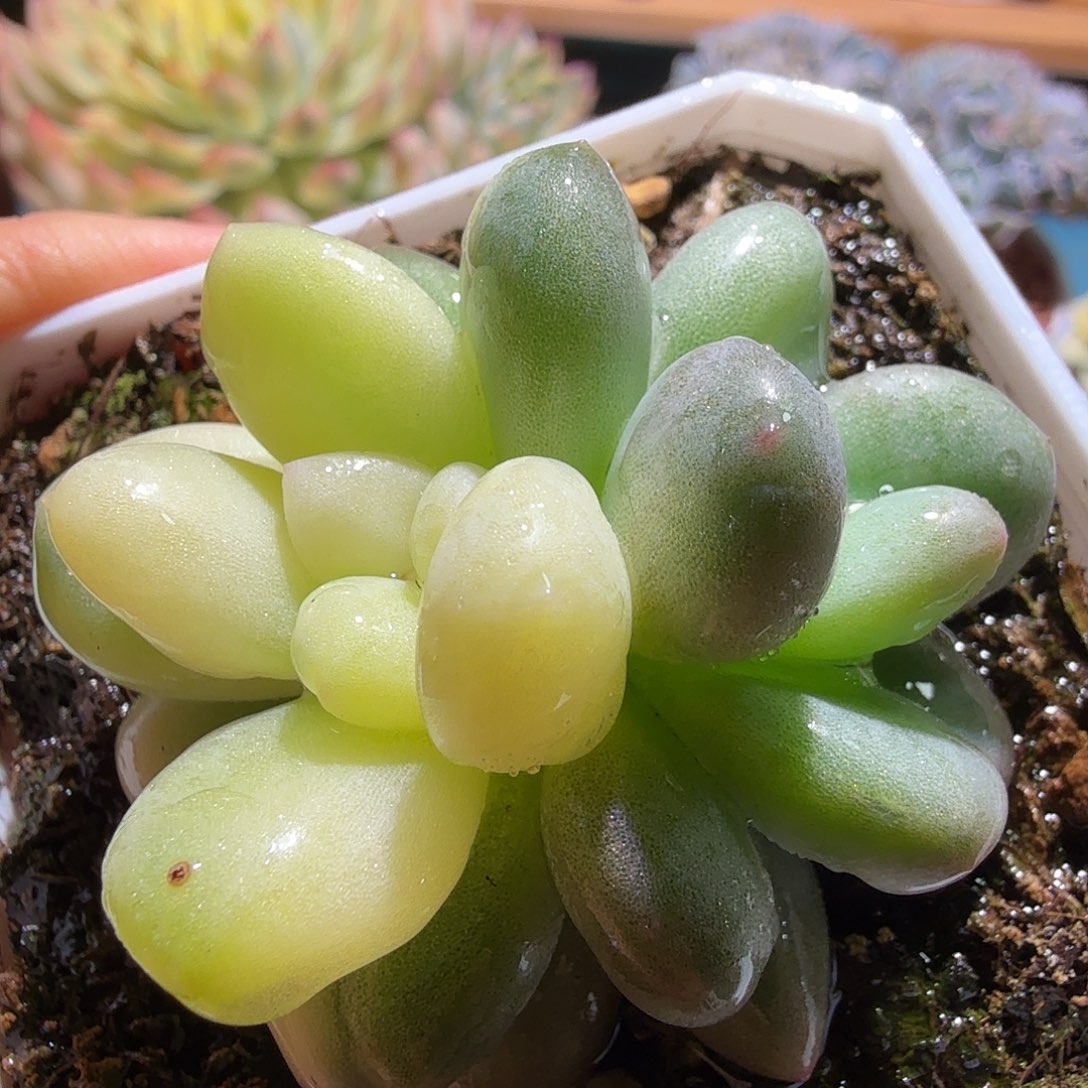 香水锦，多肉植物