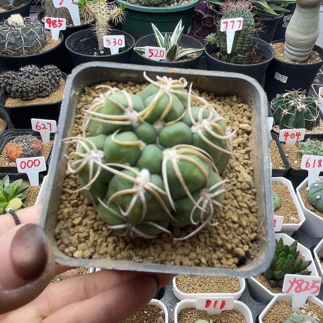 实生龟甲海王仙人球多肉