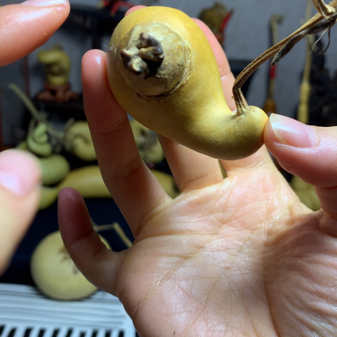 简***的葫芦葫芦真的好可爱