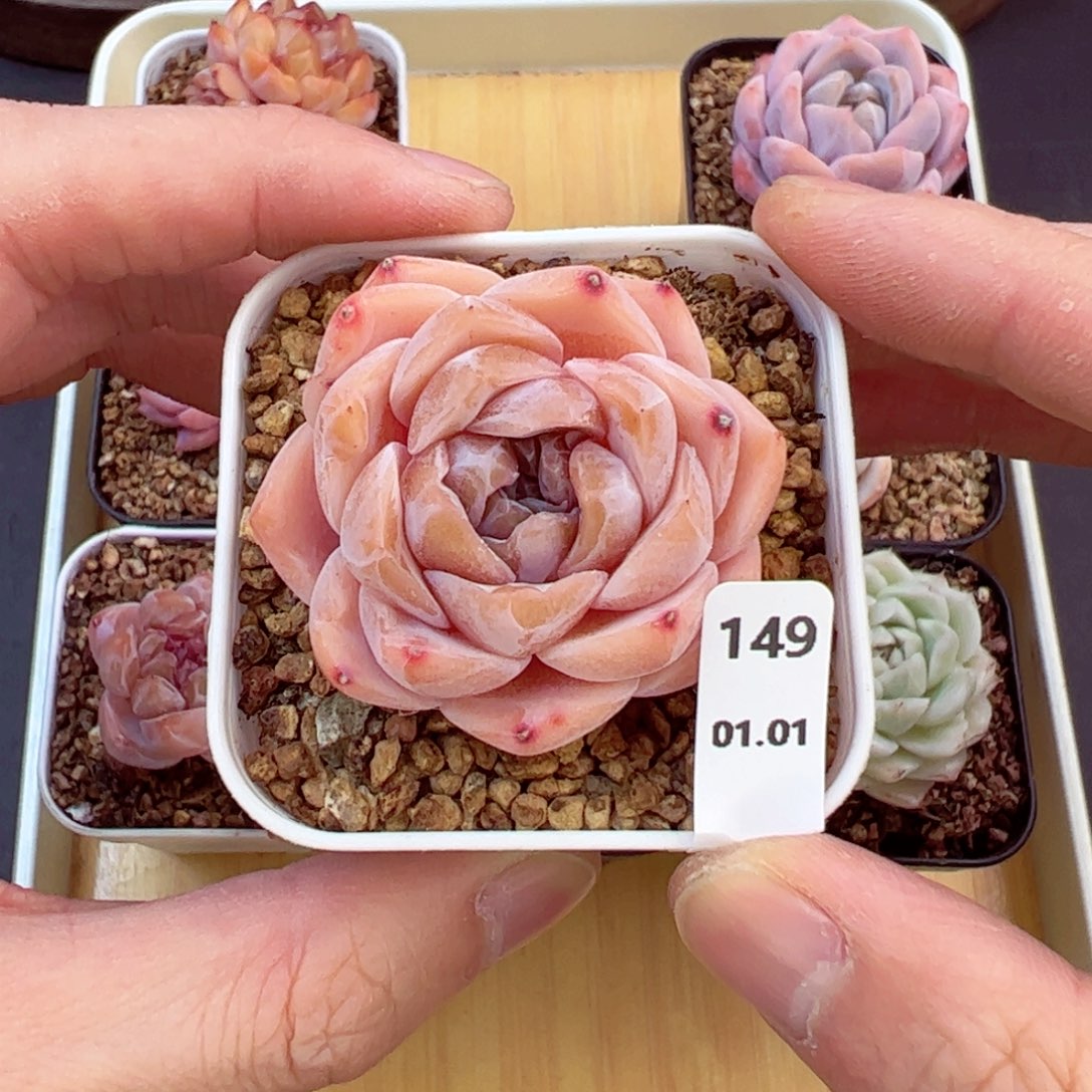 好好看149、哈哈哈哈