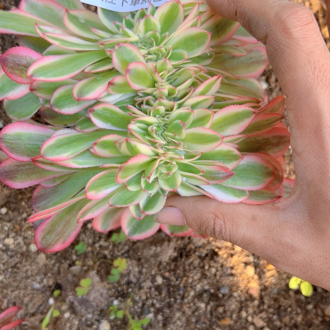 倾城缀多肉植物690