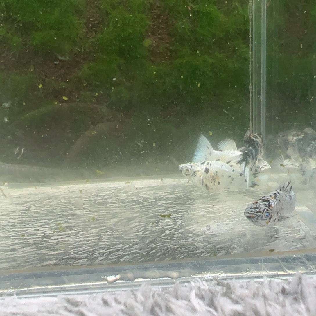 黑玛丽鱼鱼苗一条。  