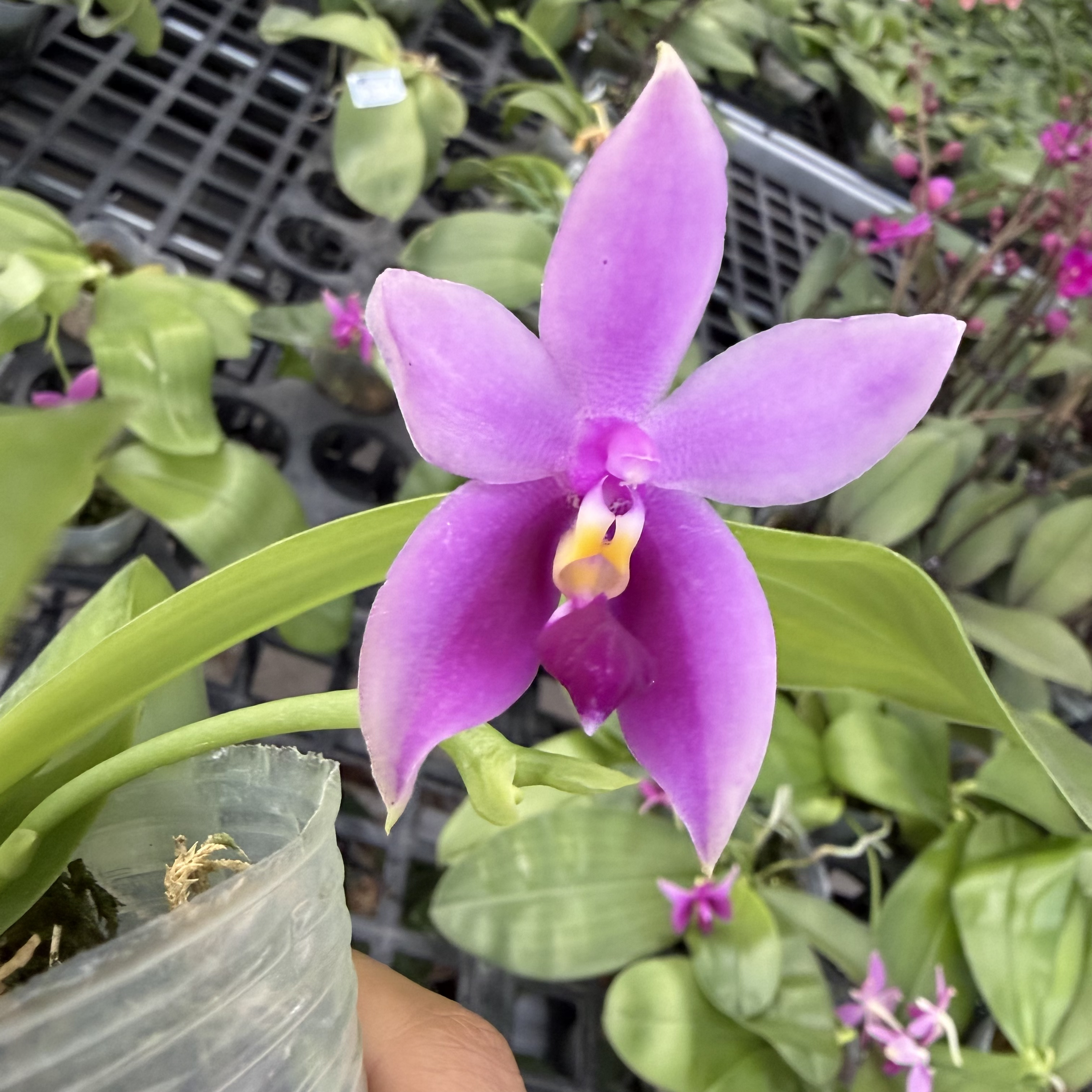 【原生】带花剑浓香型室内绿植花卉盆栽兰花苗