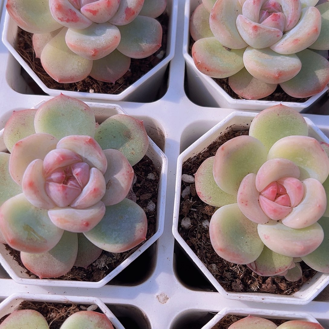 安娜珍妮19包邮多肉