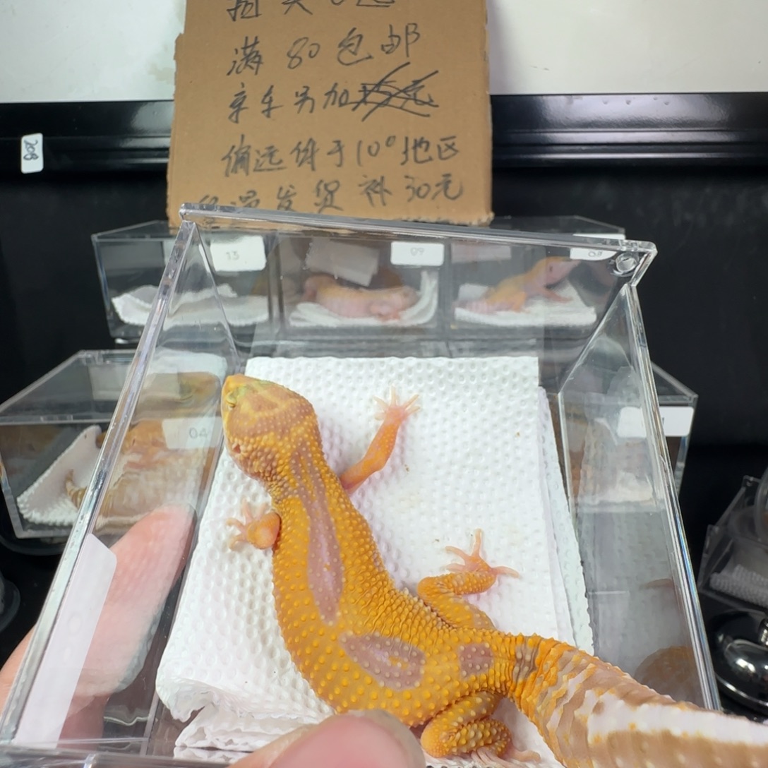 豹纹守宫暴龙妹妹