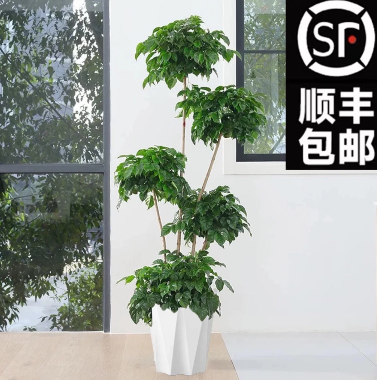 【顺丰包邮】1.7-1.8米大五层幸福树大型室内绿植净化空气好养网红