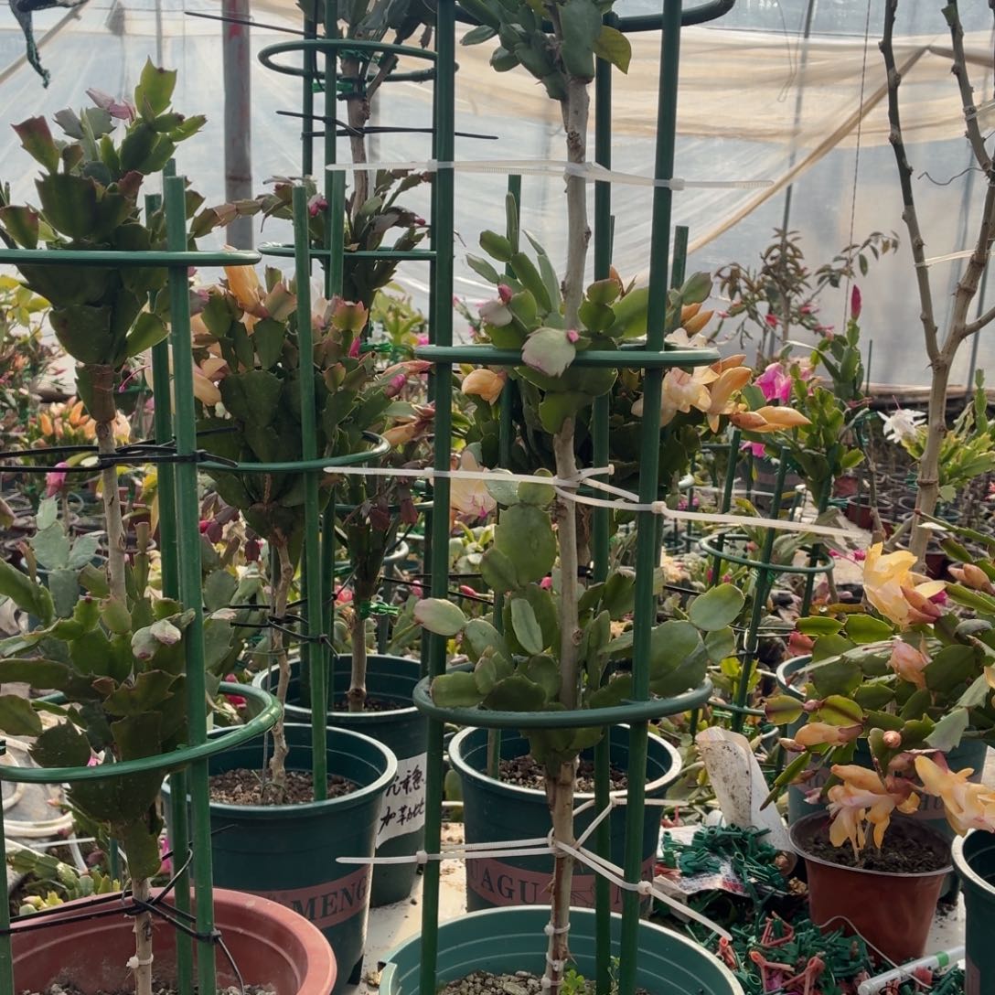 暗***影无花朵暗香花友叶仙嫁接三盆