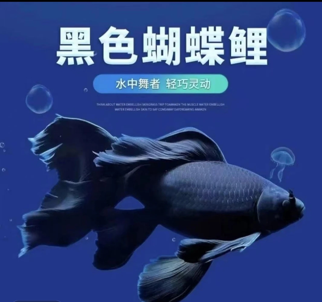 纯五代墨蝶蝴蝶鲤黑色风水鱼桃心尾好养耐活