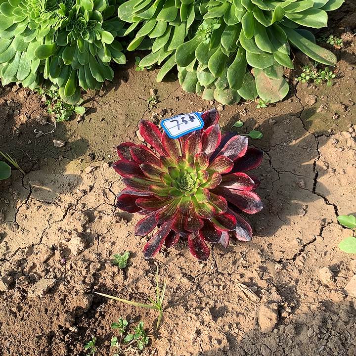 多肉植物多肉736