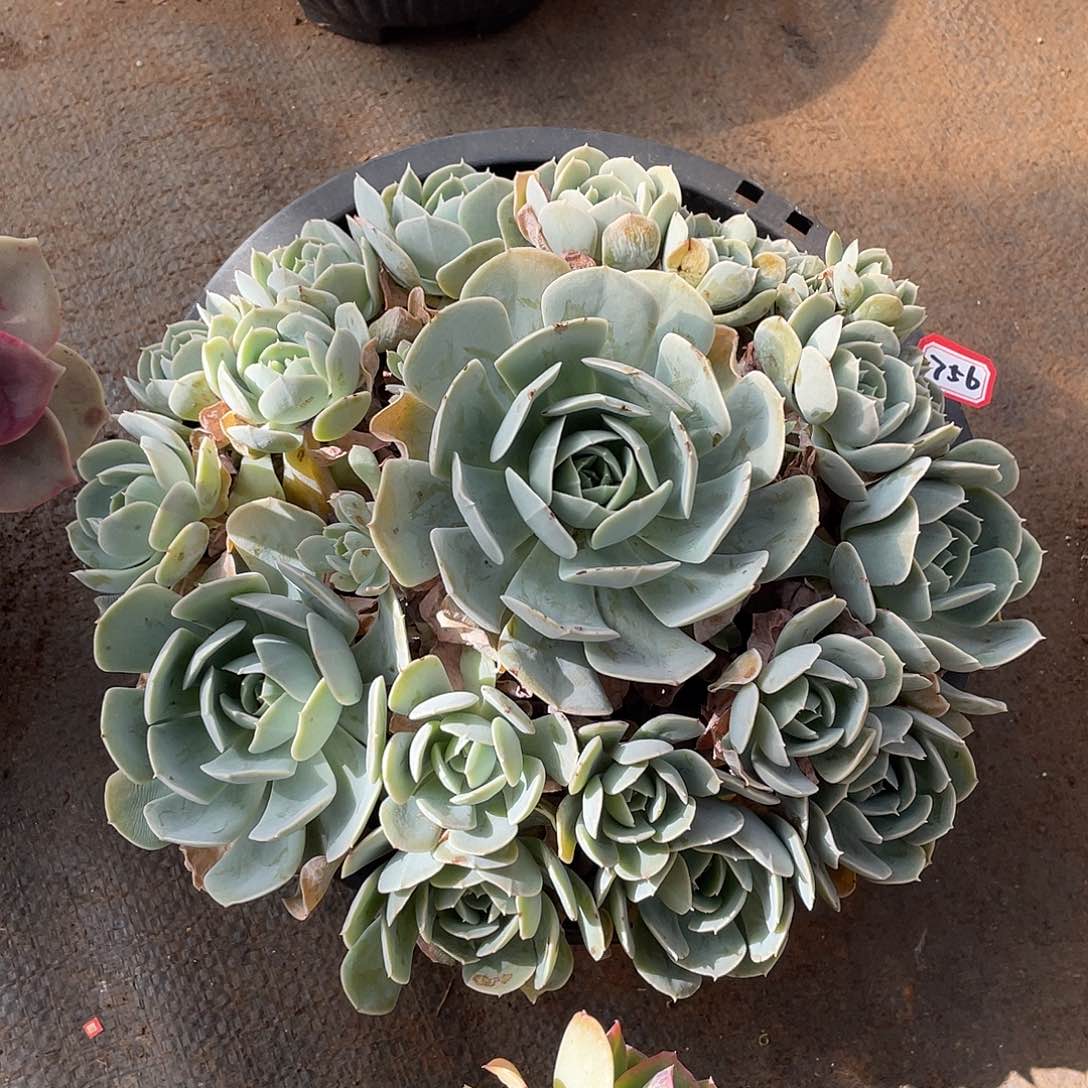 756安娜玫瑰一物一拍多肉