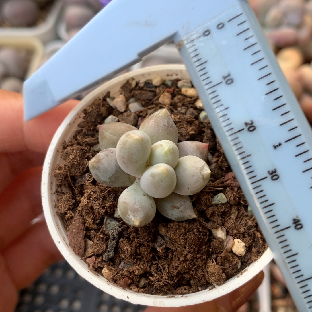 哥特 精品奶酪多肉