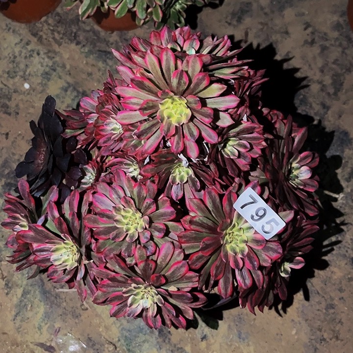 795糖果粉黛多肉植物处理不售后