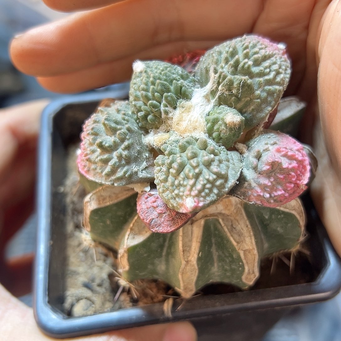 24日晚13号怒涛带锦5.6公分