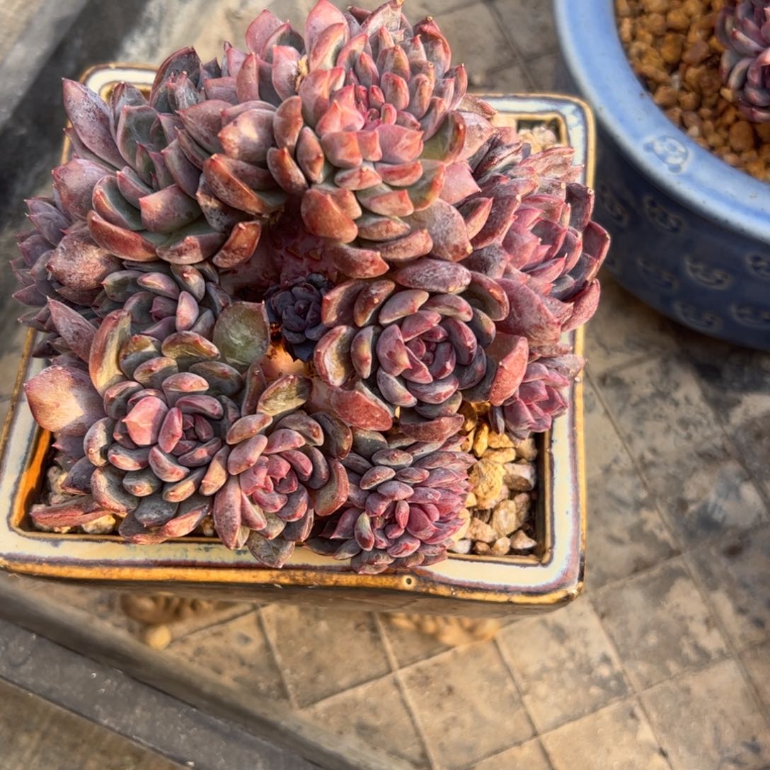 右*边黑曼巴缀，一物一拍