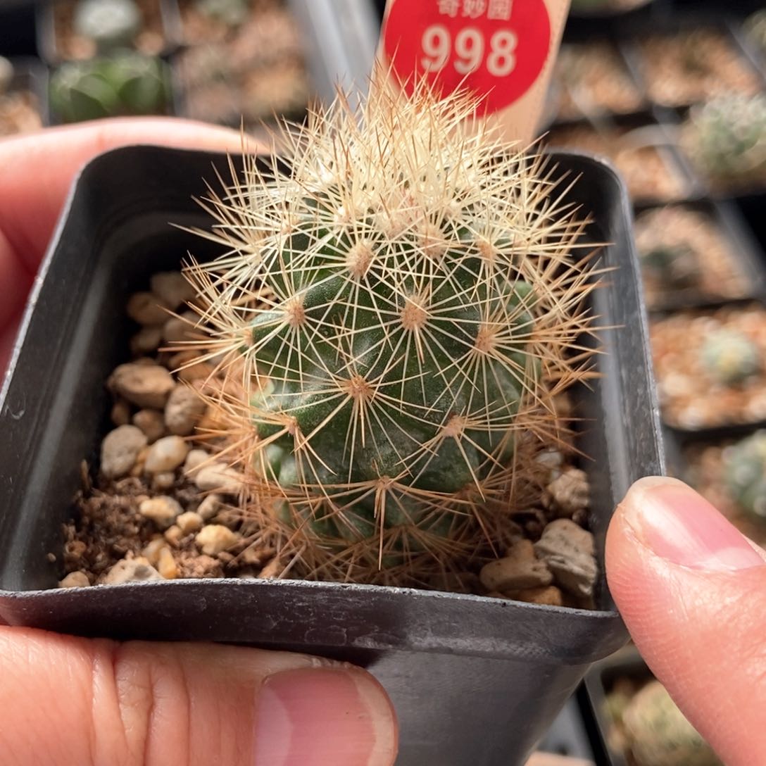 实生狂刺球一颗仙人球3.5cm